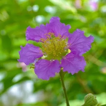 फुलांची नावे, Flowers Name In Marathi ताम्हण, Jarul Flowers Name In Marathi