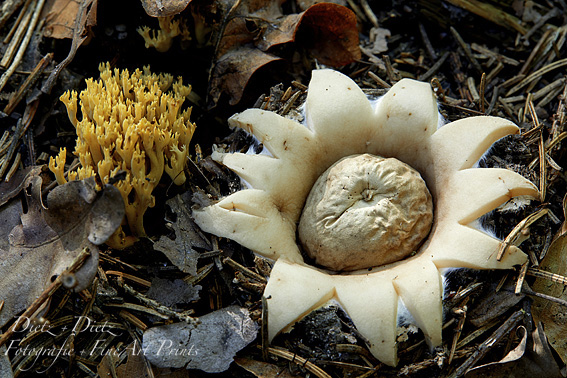 Erdstern (Geastrum) und Goldgelbe Koralle (Ramaria aurea)