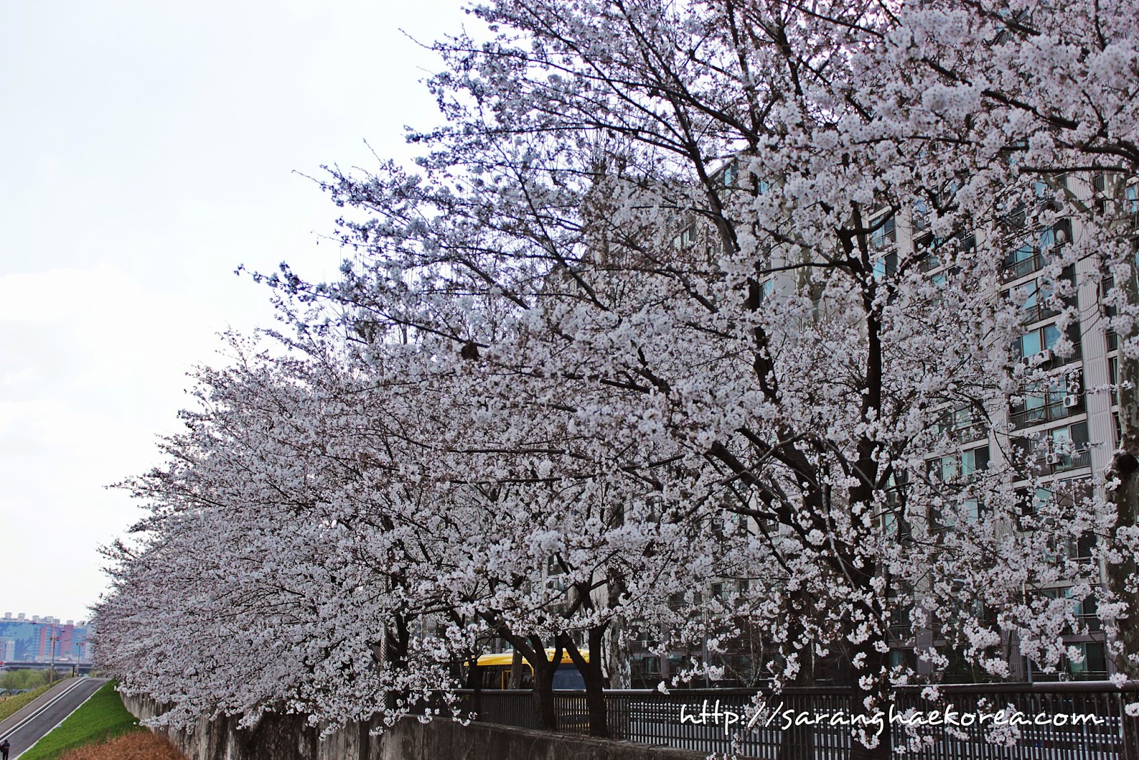 Korea Welcomes Spring with Cherry Blossoms