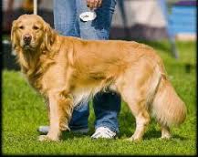 dogs golden retriever dog price