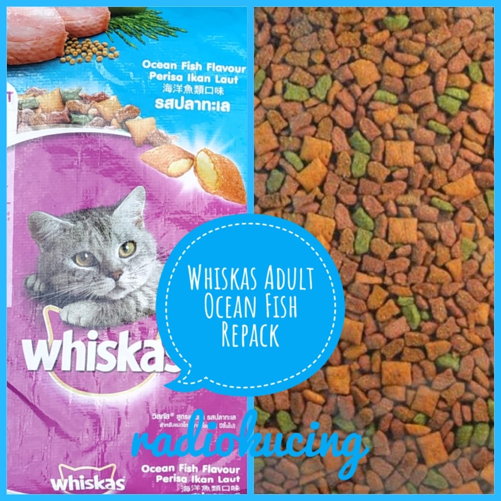 Review Makanan Kucing Dry Food Whiskas Adult Ocean Fish