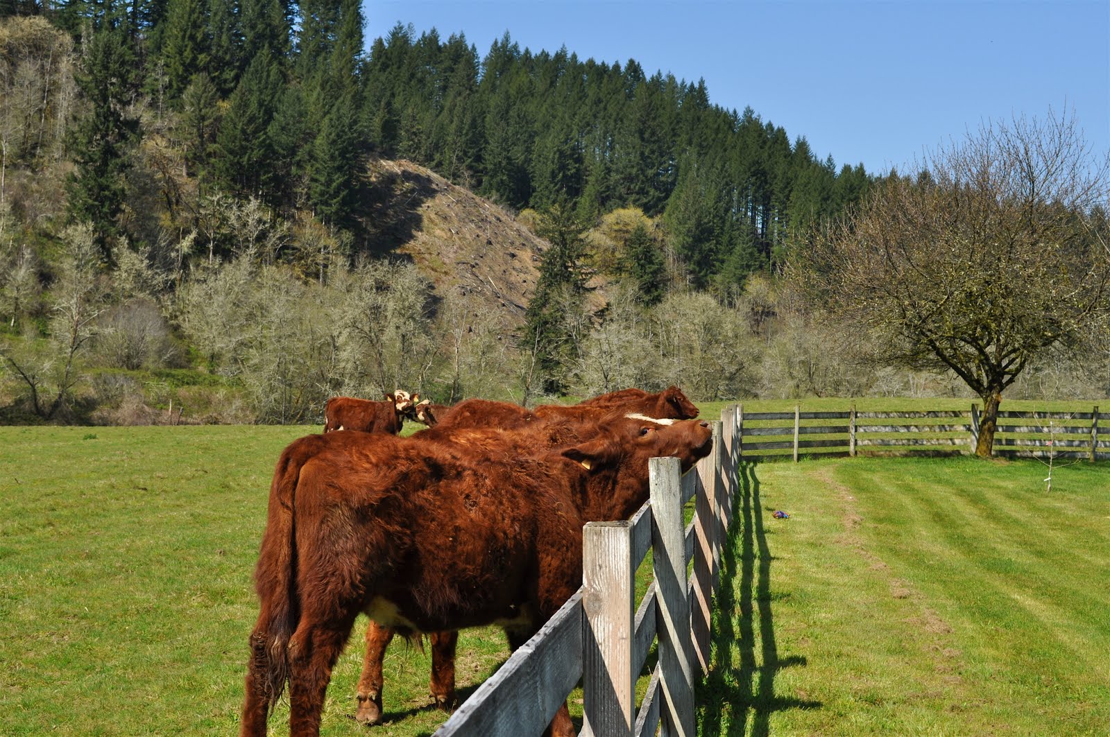 strongmanrunnl - 2 september 2018 Hellendoorn
