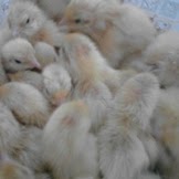 DOQ - ANAK PUYUH RUPI