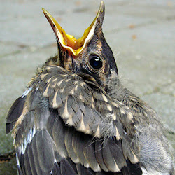 bird ground robin fledgling found sitting fan