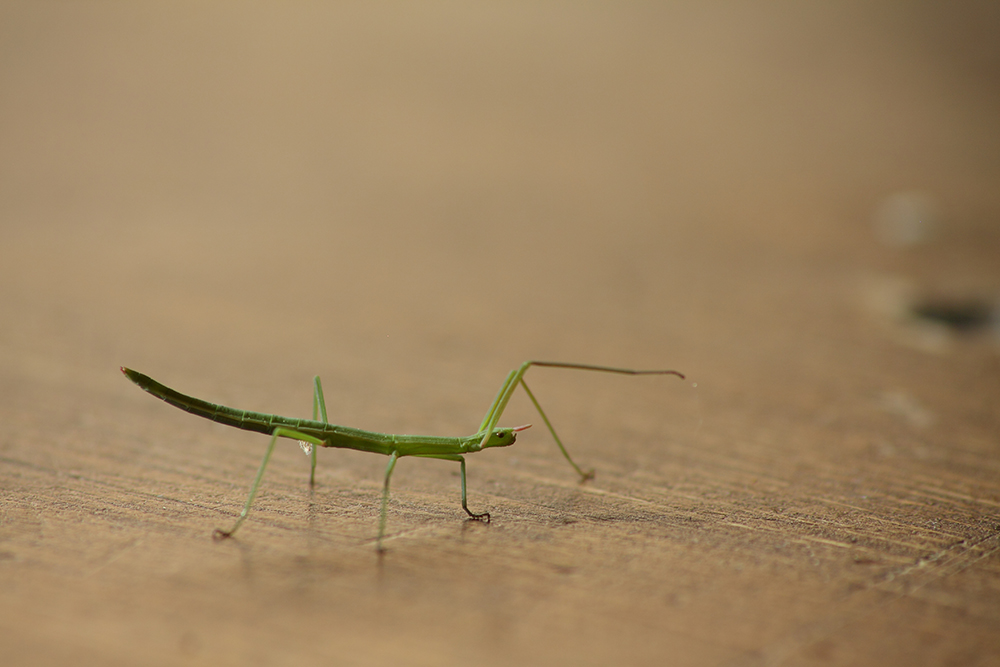 Padro Insect Una ventana a la naturaleza: 2010