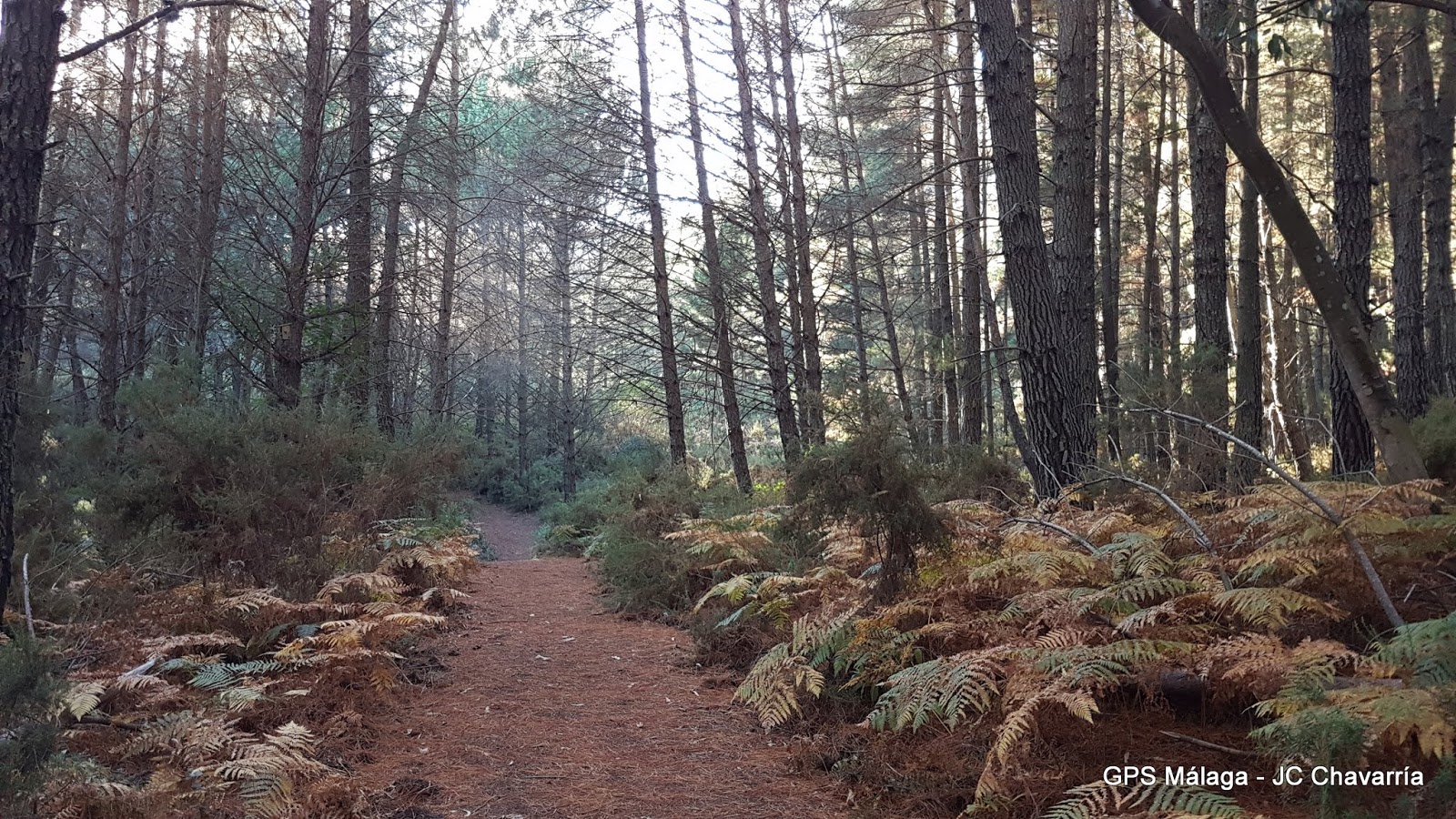Wikiloc Ruta Circular Juanar Bosque Encantado, Castañas y Miradores
