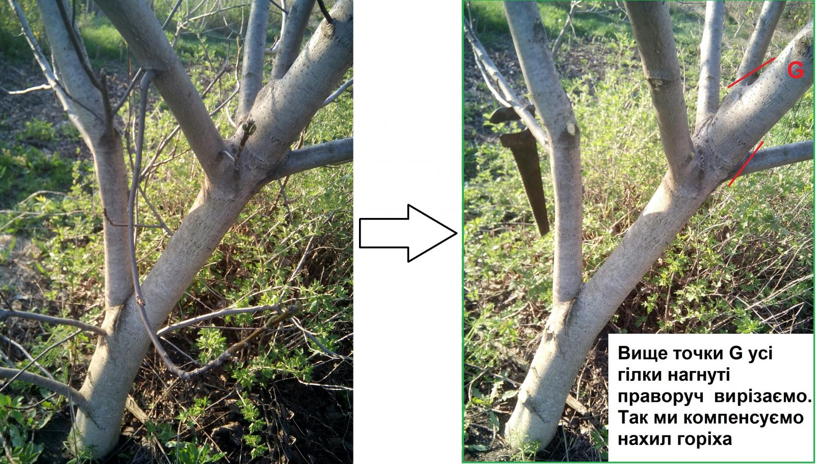 Коли обрізати горіх