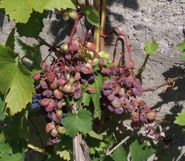 Блог Владимира Исаенко о винограде и саде на даче: Фунгициды для защиты ...