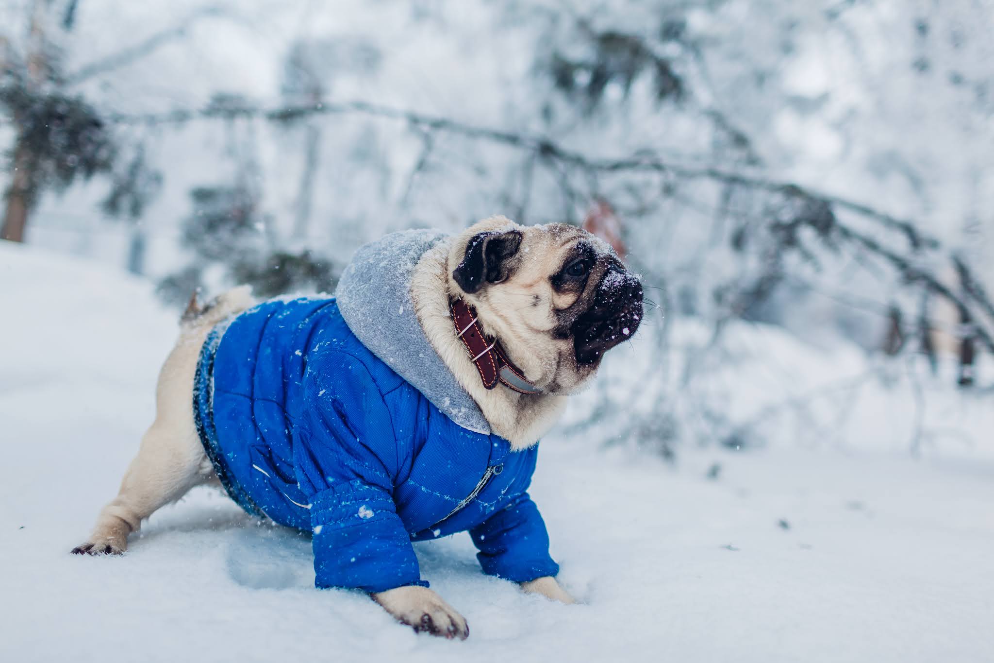 How to Keep Your Pets Warm During the Cold Seasons Penniless Parenting