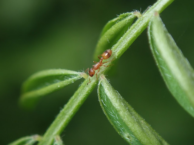 Temnothorax unifasciatus Temnothorax unifasciatus