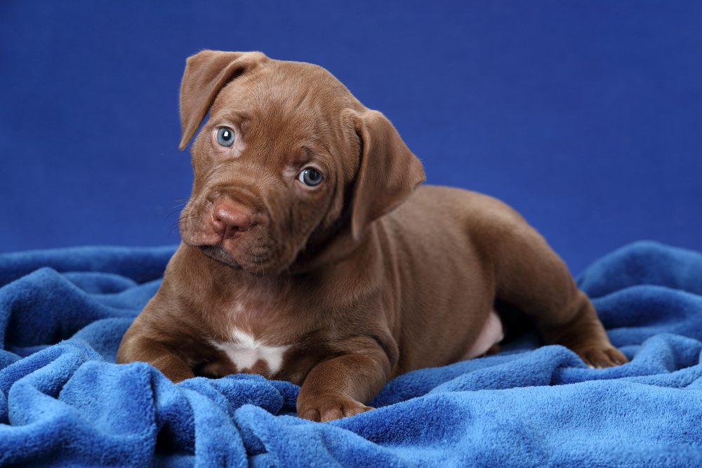 pitbull puppy training tips pitbull puppy training tips