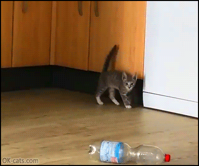Cat Gif a Day Keeps the Doggy Away | Page |