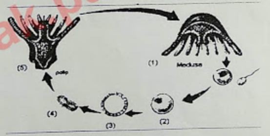  Perhatikan  gambar  daur hidup coelenterata di bawah ini 