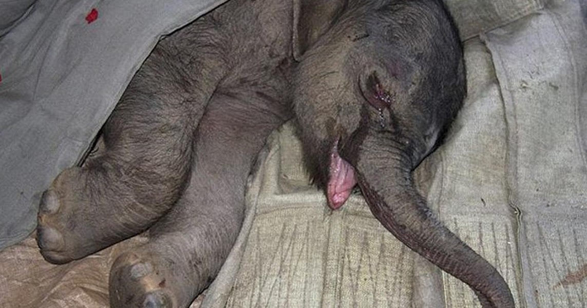 Do Animals Have Feelings? This Baby Elephant Cried For 5 Hours After His Mother Rejected Him