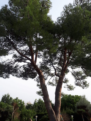 Aclarado de pino en monasterios - Ruepra jardinería