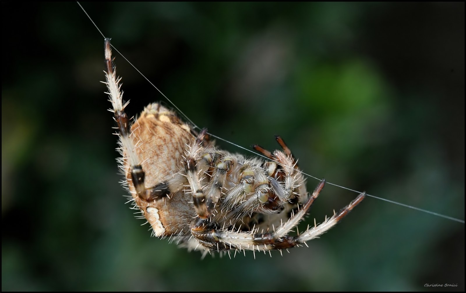 Epeire, fourmis, escargot.................; | Christine Bonici Photographie