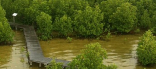 mangrove jepara mangrove karimunjawa