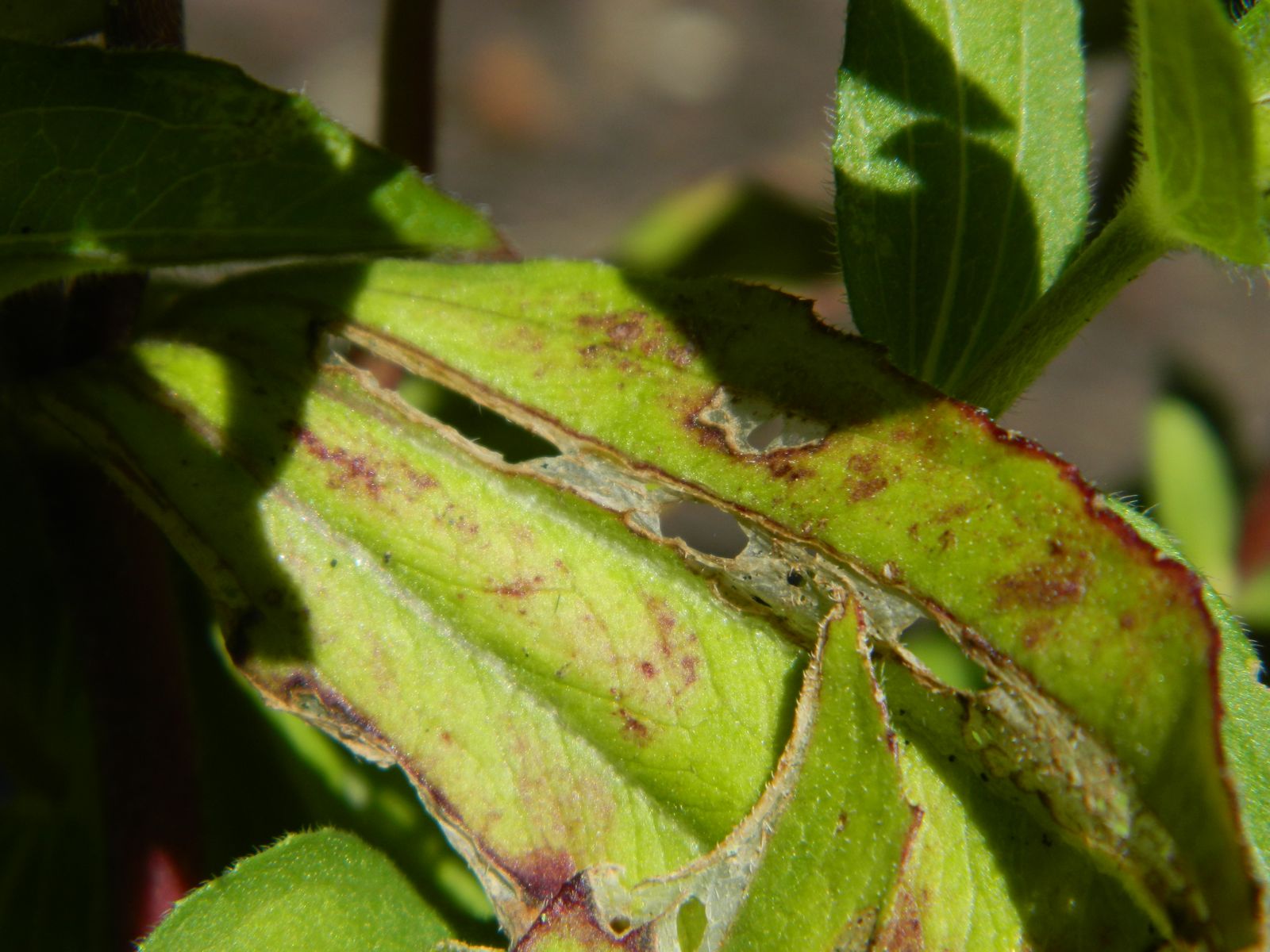 Gardens + Insects Sticky bing on Zinnias & Fennel