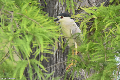 Martinete común (Nycticorax nycticorax)