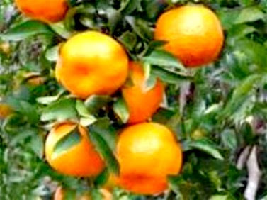 Budidaya Jeruk dan Cara Menanam Jeruk yang Baik | Tanaman Hias dan