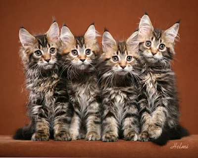 Cute Maine Coon tabby kittens