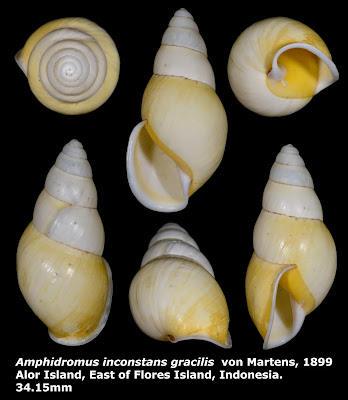 Amphidromus inconstans gracilis 34.15mm