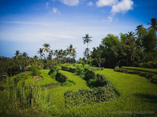 The Rice Fields Nature Of The Village At Ringdikit Farmfield, North Bali, Indonesia