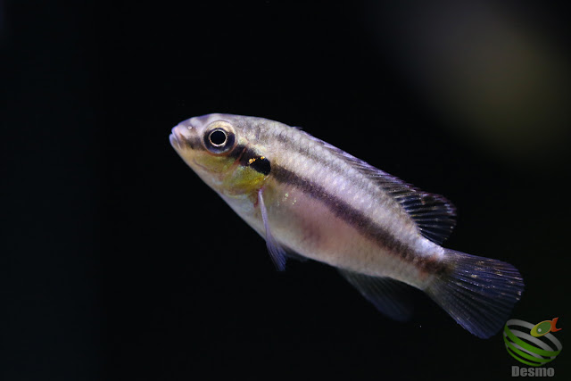 Pelvicachromis Subocellatus "moanda"