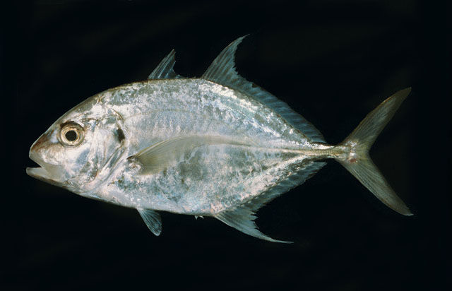 48+ Jenis ikan yang termasuk dalam perikanan air asin adalah information