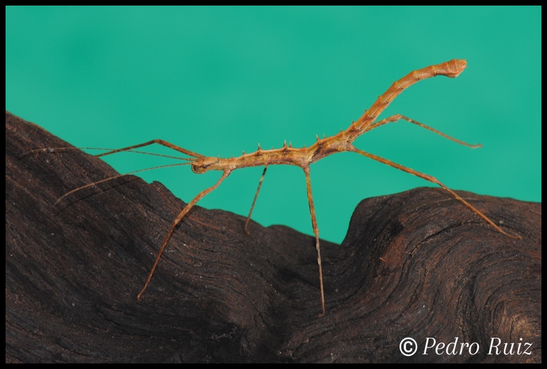 Ninfa hembra L6 de Acanthomenexenus polyacanthus, 4,3 cm de longitud Ninfa hembra L6 de Acanthomenexenus polyacanthus, 4,3 cm de longitud