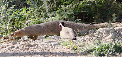 Indian Grey mongoose and Red Wattled Lapwing