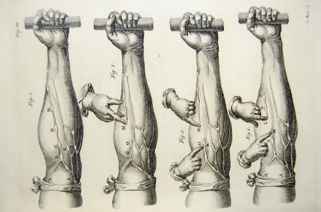 Эксперимент, демонстрирующий движение крови в вене. Из книги Уильяма Гарвея «Exercitatio anatomica de motu cordis et sanguinis animalibus».  1628 годWikimedia Commons