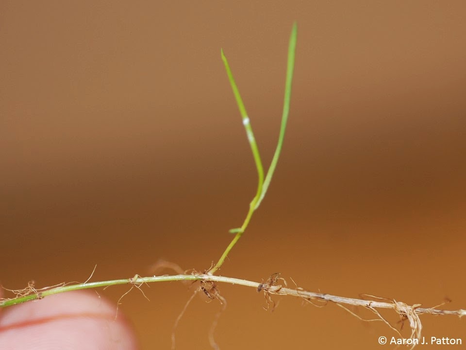 Purdue Turf Tips: Weed of the Month for November 2014 is Roughstalk ...