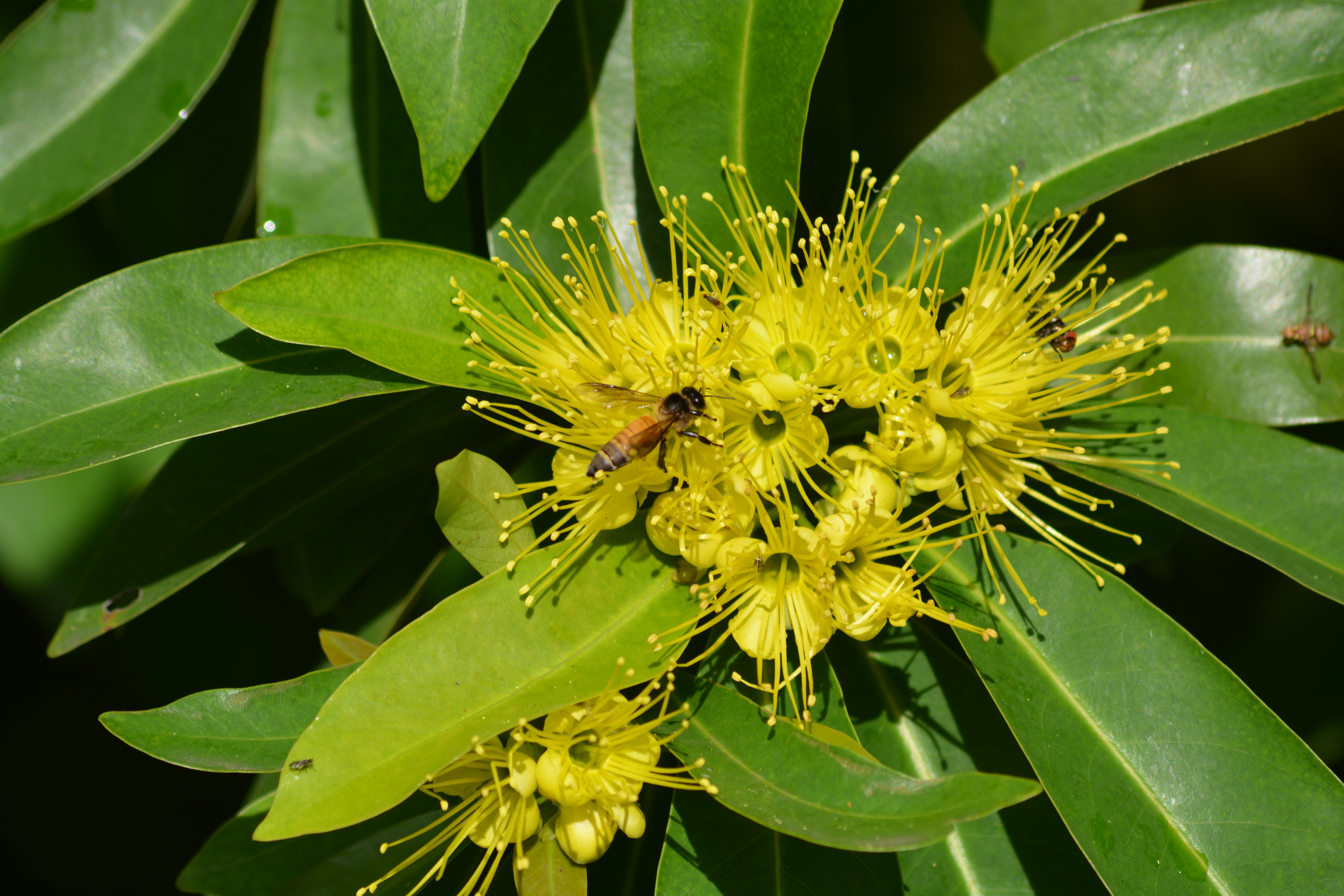 Xanthostemon Chrysanthus F Muell Benth Golden Penda Tanaman Peneduh Berbunga Kuning Yang Indah Planter And Forester