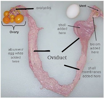 The Chicken Chick®: How a Hen Makes an Egg & Egg Oddities.