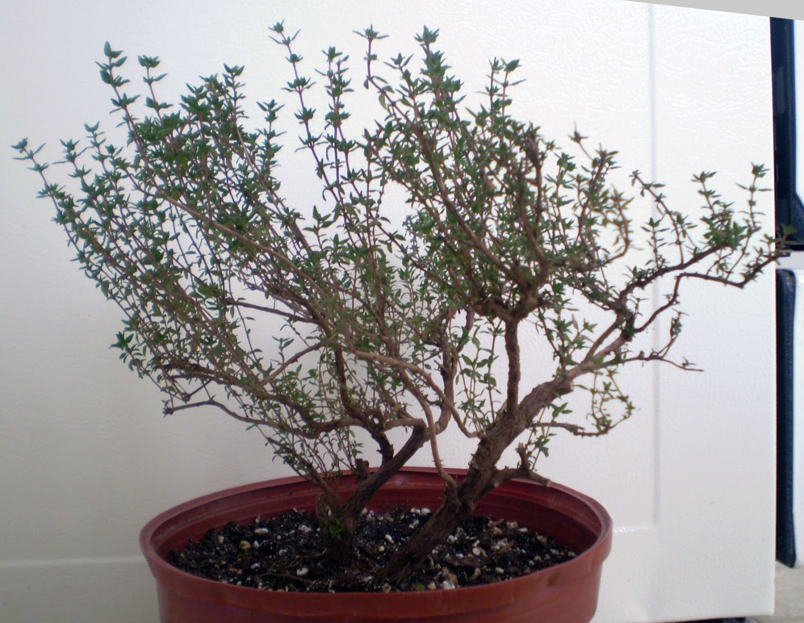 Green Jean thyme tree!