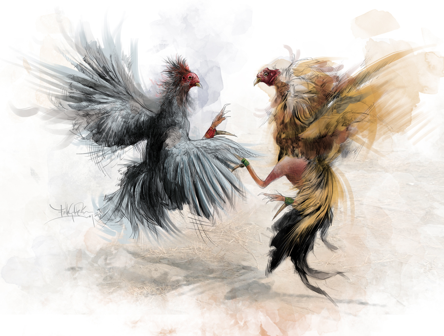 ABANCAY TODAY LAS PELEAS DE GALLOS UNA LARGA TRADICIÓN ABANQUINA