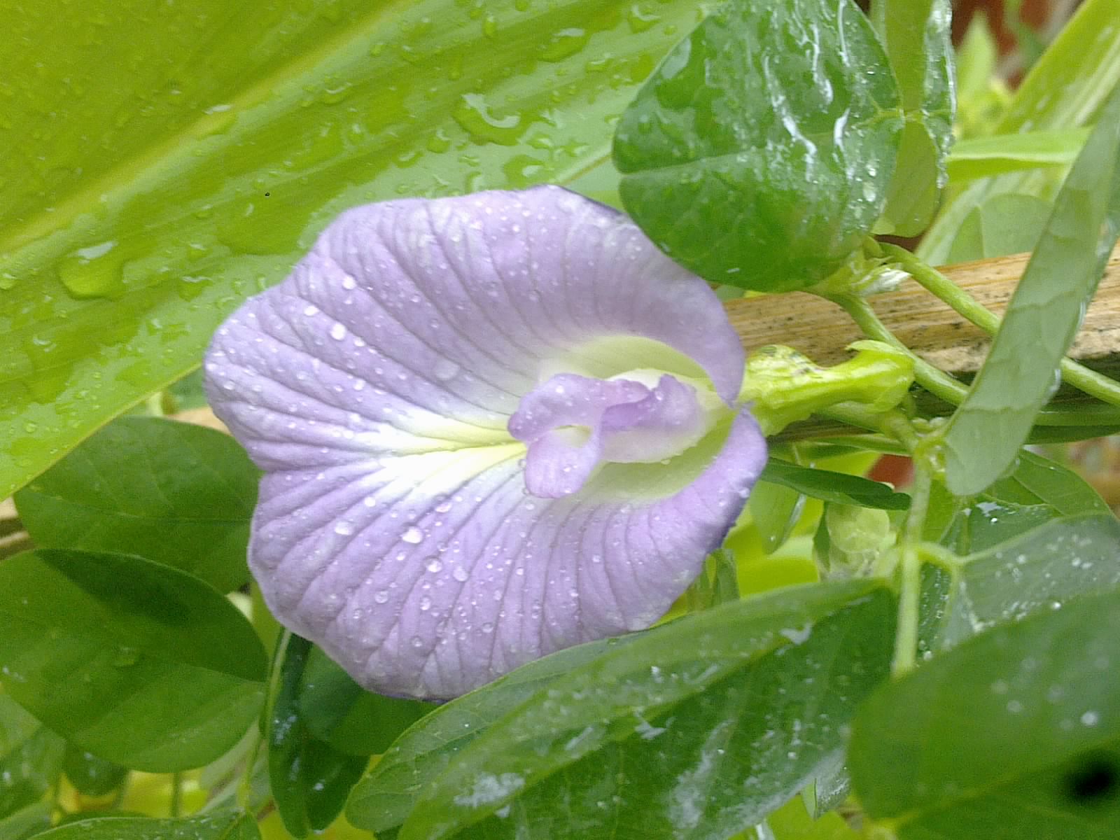 Plants Growing In My Potted Garden. How to Grow Butterfly Pea Vine In