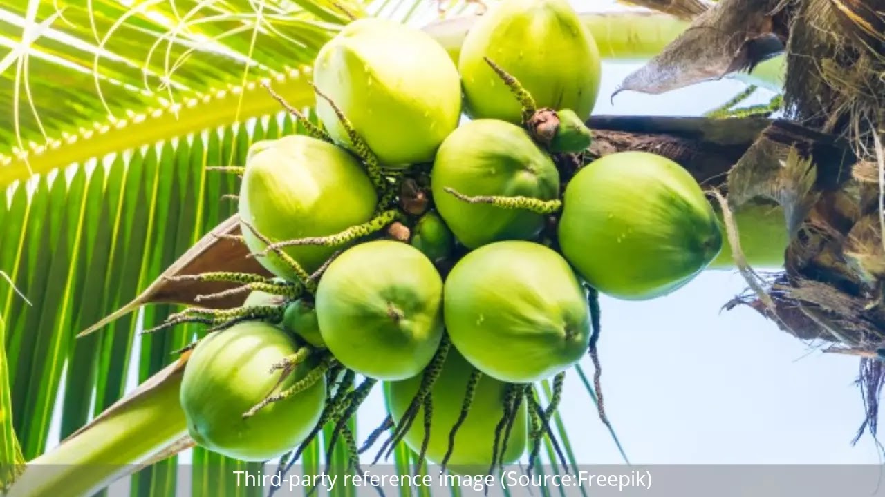 Benefits of Coconut Water | HealthInsta Benefits of Coconut Water | HealthInsta