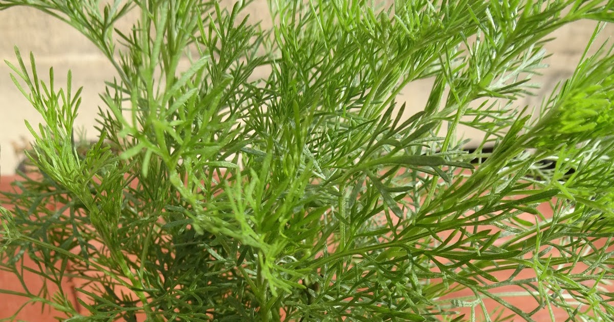 Colakraut Artemisia procera