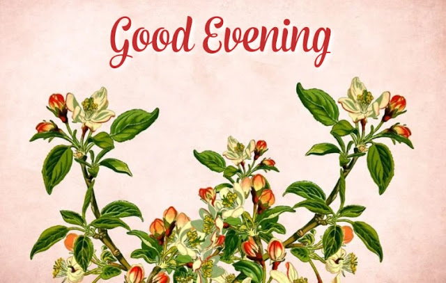 good evening flowers good evening flowers