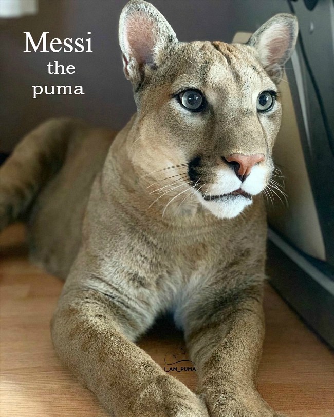Meet Messi, The Rescued Puma [ Being Ron ]