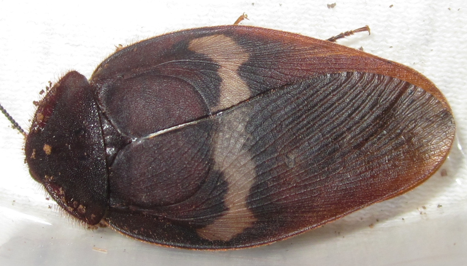 Ergaulacapucina2020%25236.JPG