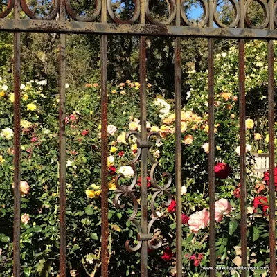 vintage rose garden at Marin Art and Garden Center in Ross, California