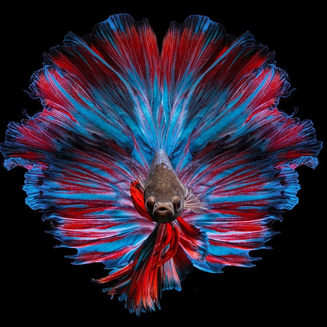 BETTA FISH photos - wallpapers (ανανεωμένο) | the fun bank