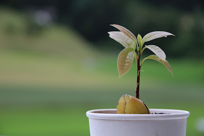 Pianta di avocado