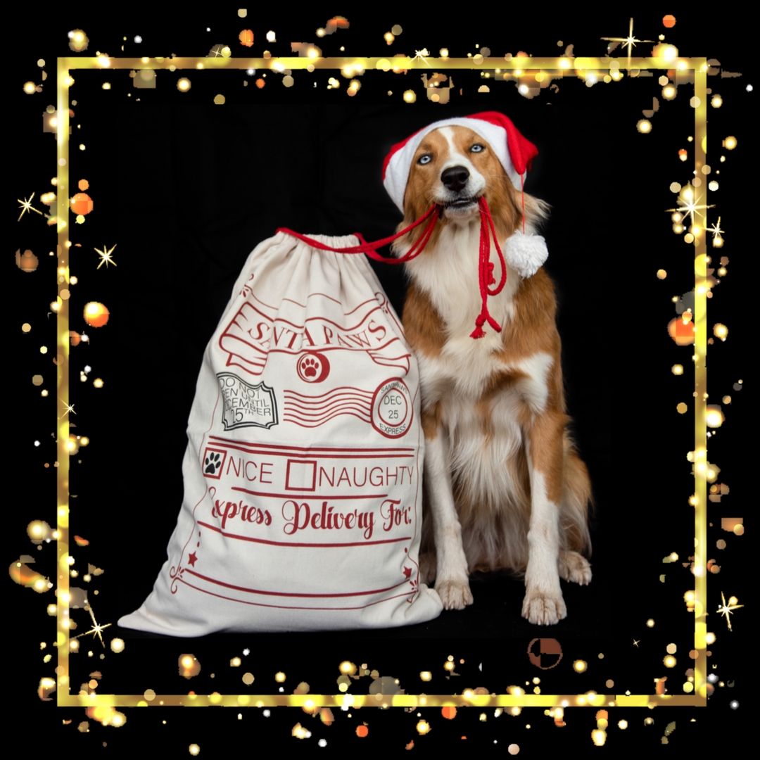 Top 20 Christmas Gifts for Aussie Dogs in 2019 Australian Dog Lover