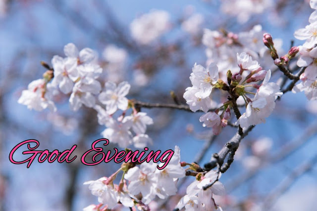 good evening flowers good evening flowers