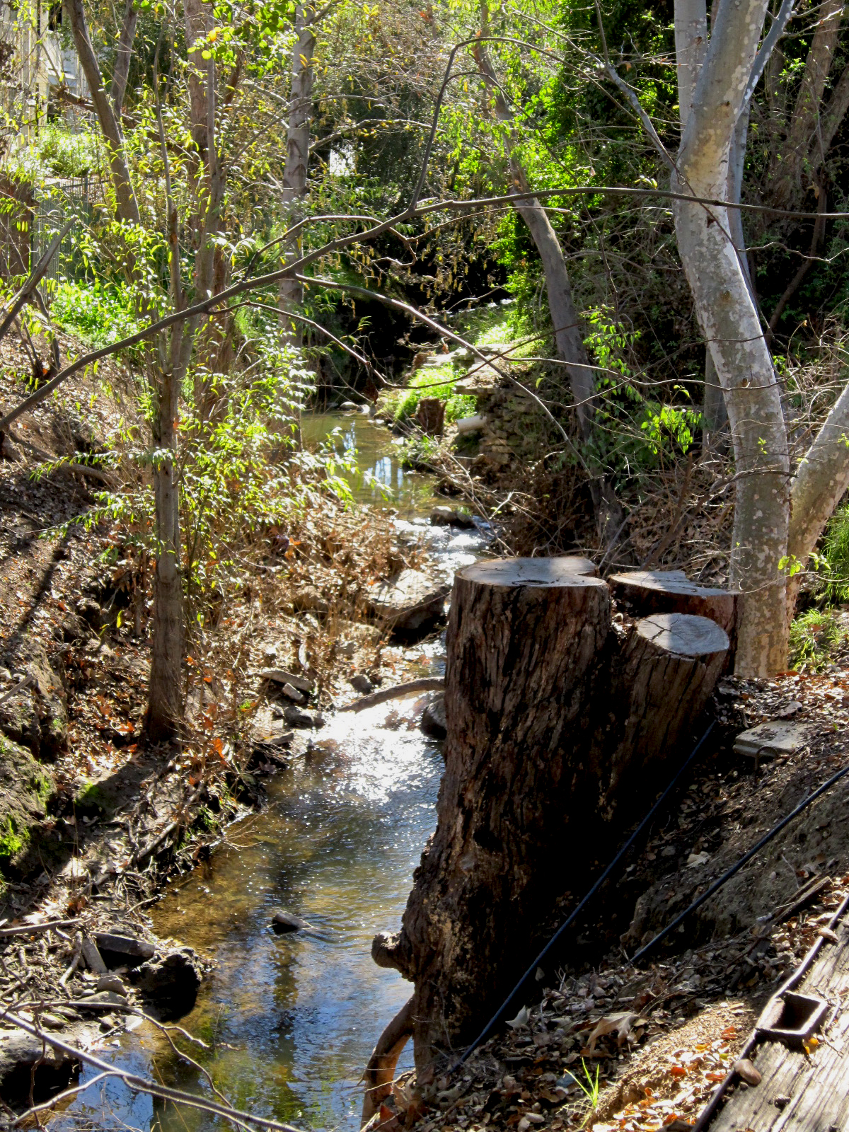 The Museum of the San Fernando Valley DAY TWO CALABASAS CREEK