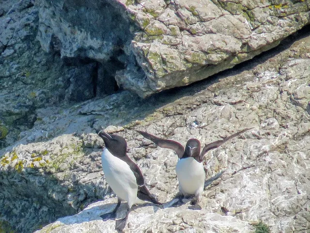 Day trip to Ireland's Eye Island - razorbills on a rock